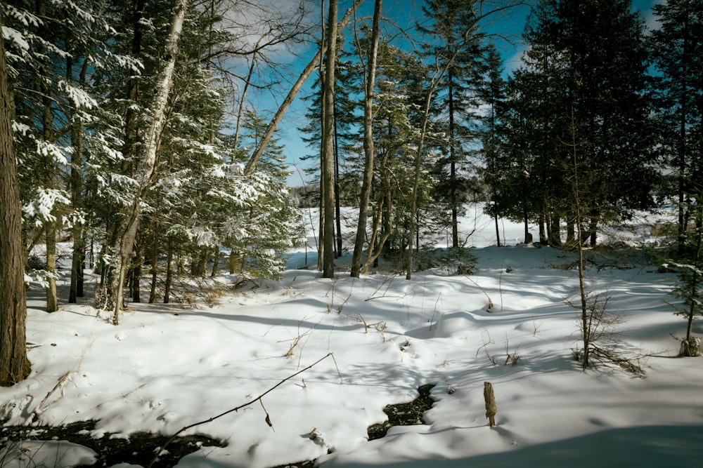 a snowy forest with trees