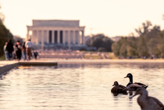 a group of ducks in a lake
