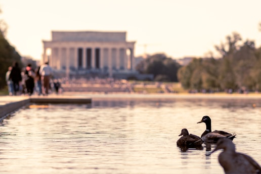 a group of ducks in a lake