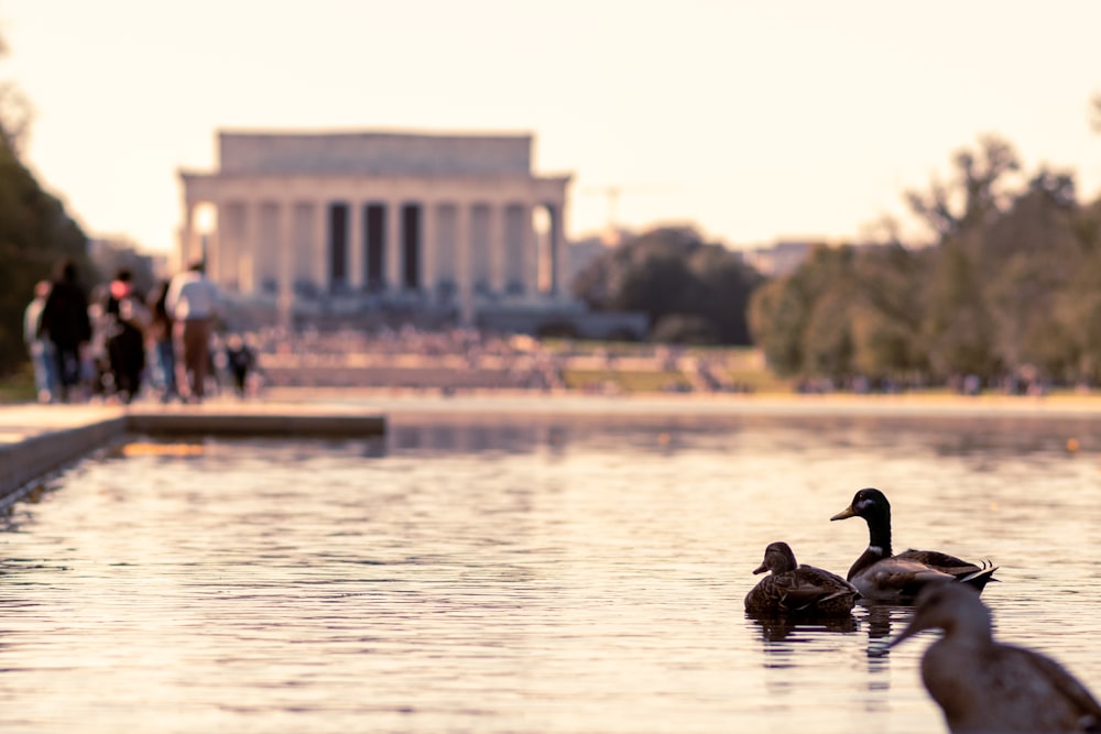 a group of ducks in a lake