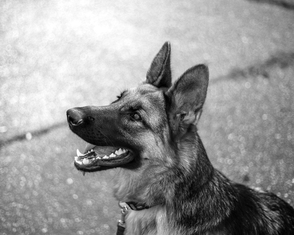 Dominion K9 Training Tee