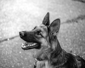A German Shepherd dog looking upwards with its mouth open, appearing alert and focused. The dog is wearing a collar and the background is a textured, blurred surface, possibly pavement.
