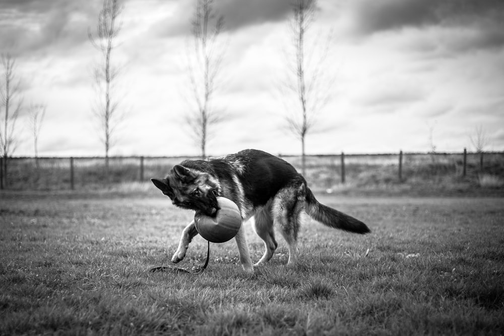 Un cane che prende una palla