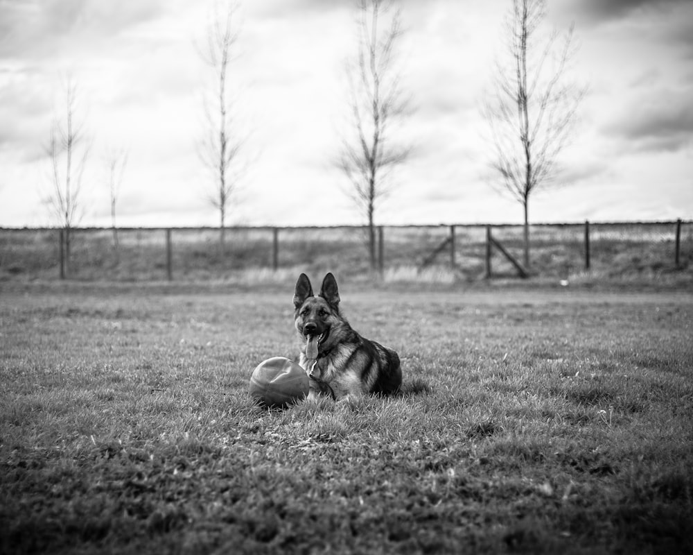 a dog lying in a field