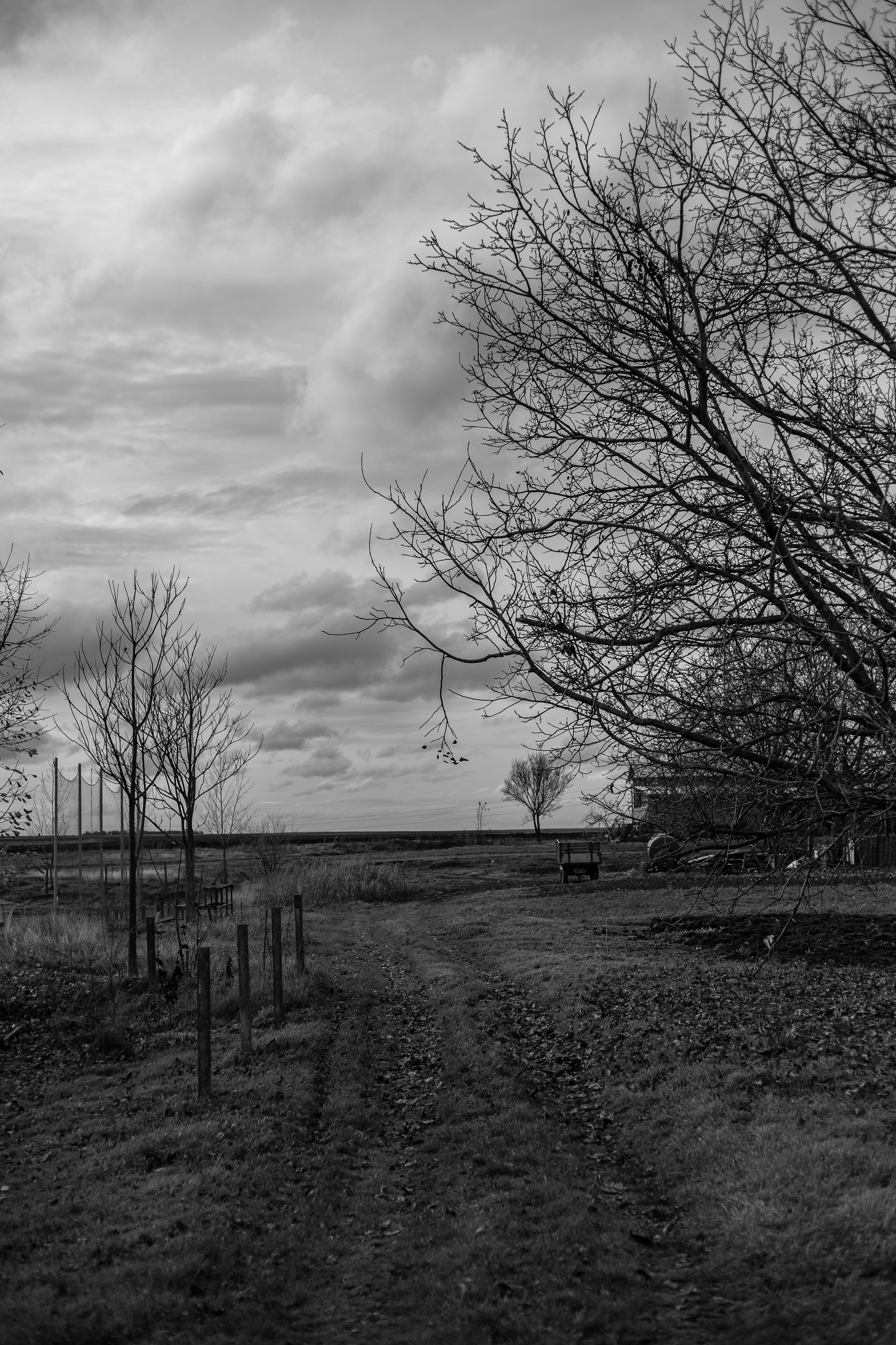un campo con árboles y una cerca