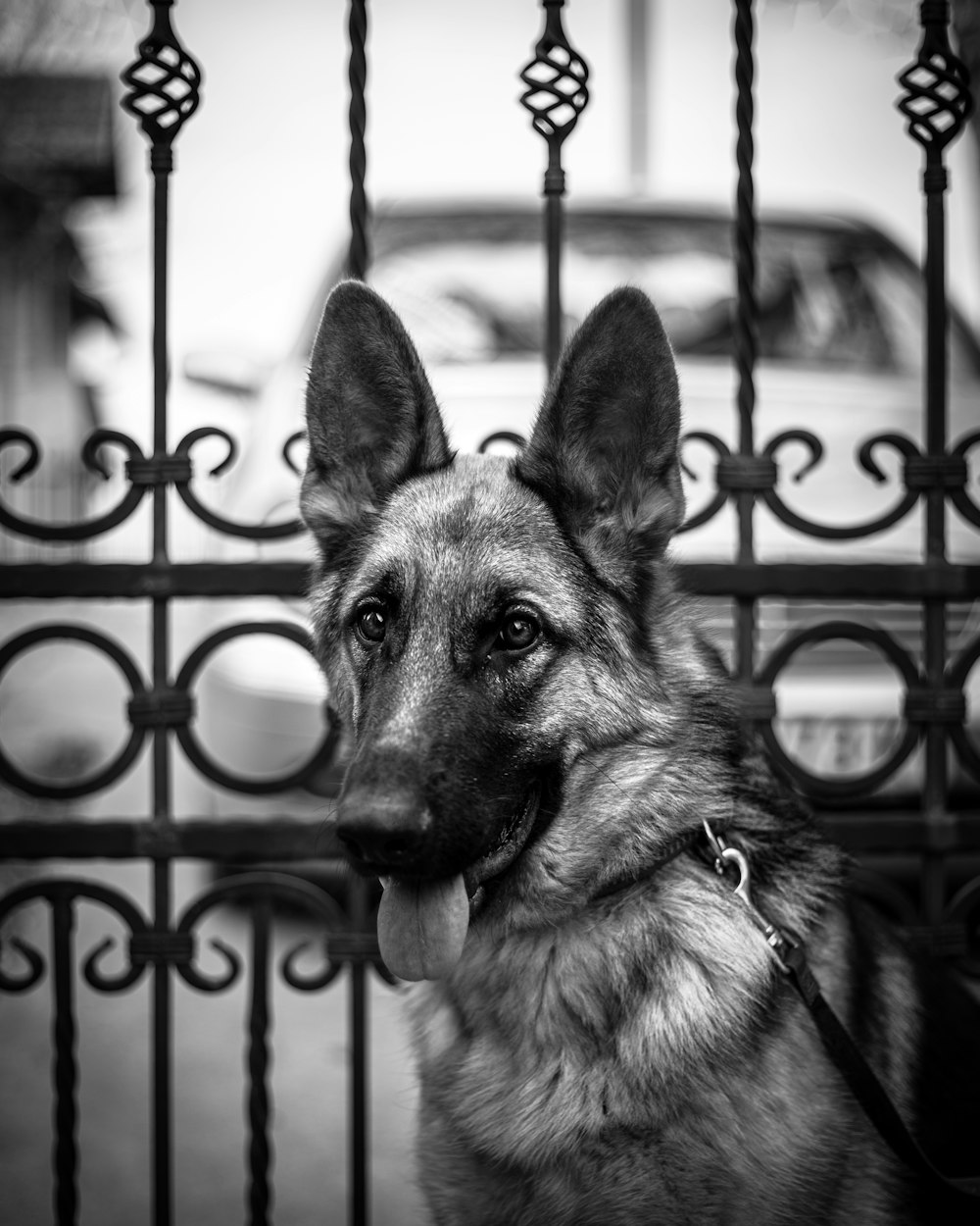 a dog with its tongue out