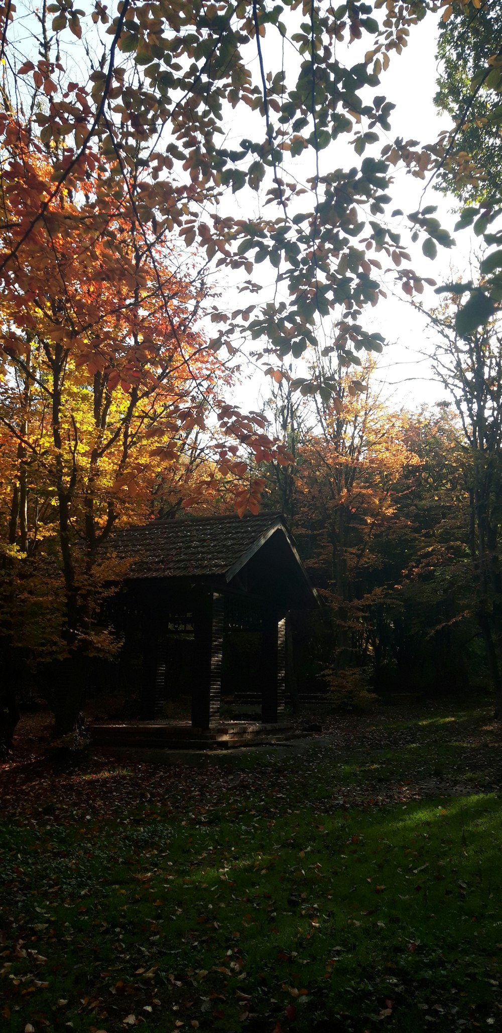 a small building in a forest