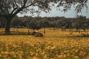 A peaceful morning scene with dogs Vizsla resting near a blooming wildflower meadow