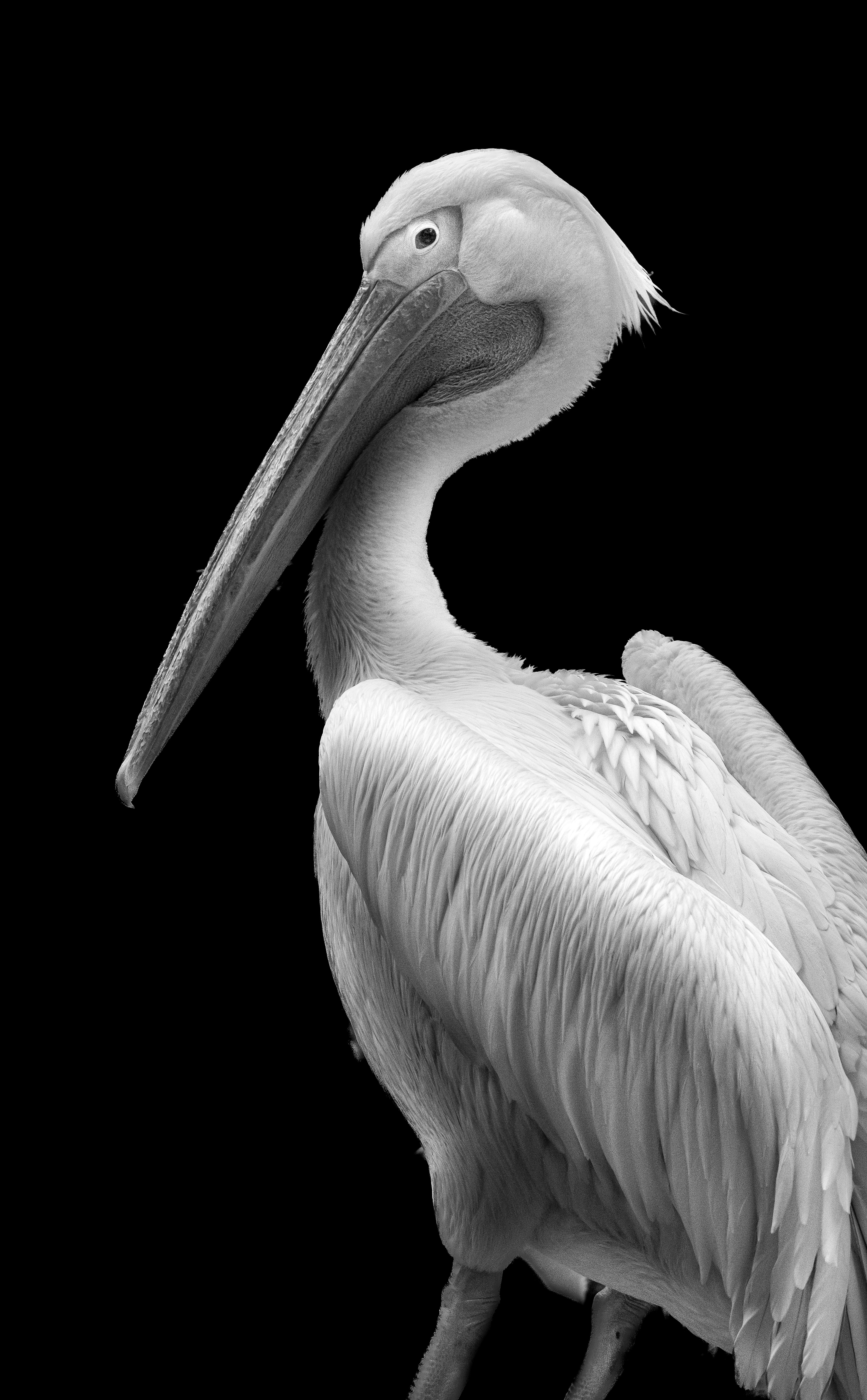 A White Bird With A Long Beak Photo Free Bird Image On Unsplash
