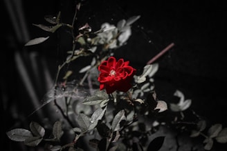 A vibrant red rose stands out against a dark, muted background. The rose is surrounded by green leaves and delicate cobwebs are visible among the stems, adding a touch of natural intricacy.