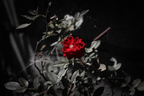 A vibrant red rose stands out against a dark, muted background. The rose is surrounded by green leaves and delicate cobwebs are visible among the stems, adding a touch of natural intricacy.
