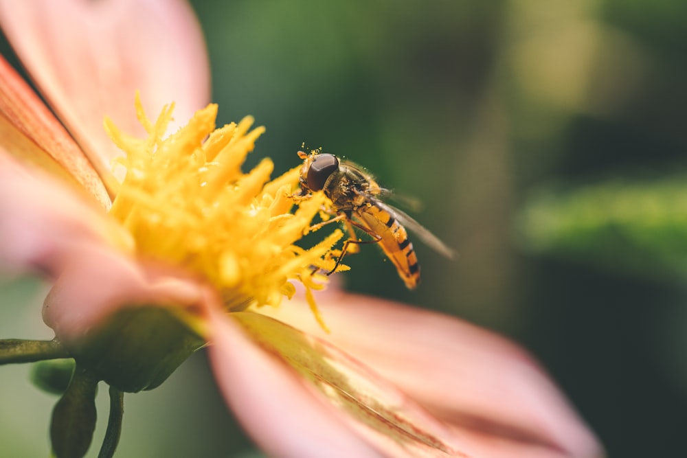 a bee on a flower