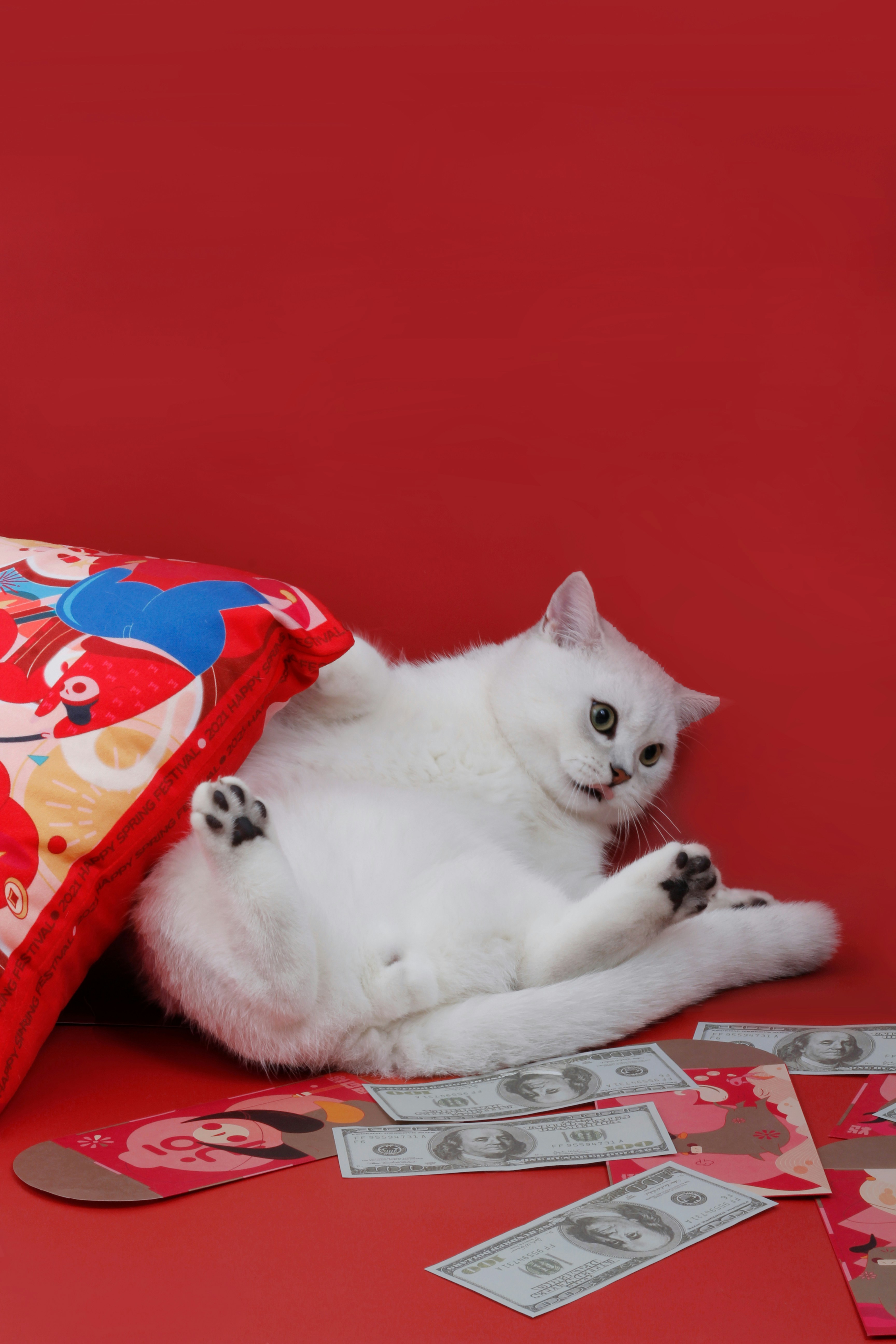 a cat lying on a table