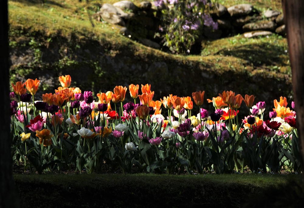 Foto Un campo de flores coloridas – Imagen Jardín gratis en Unsplash