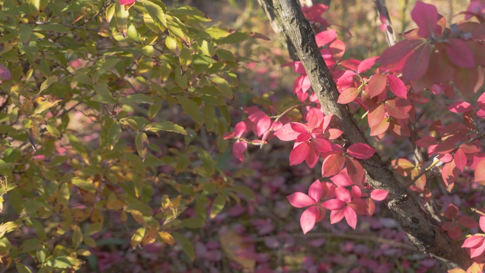 a close up of a tree branch