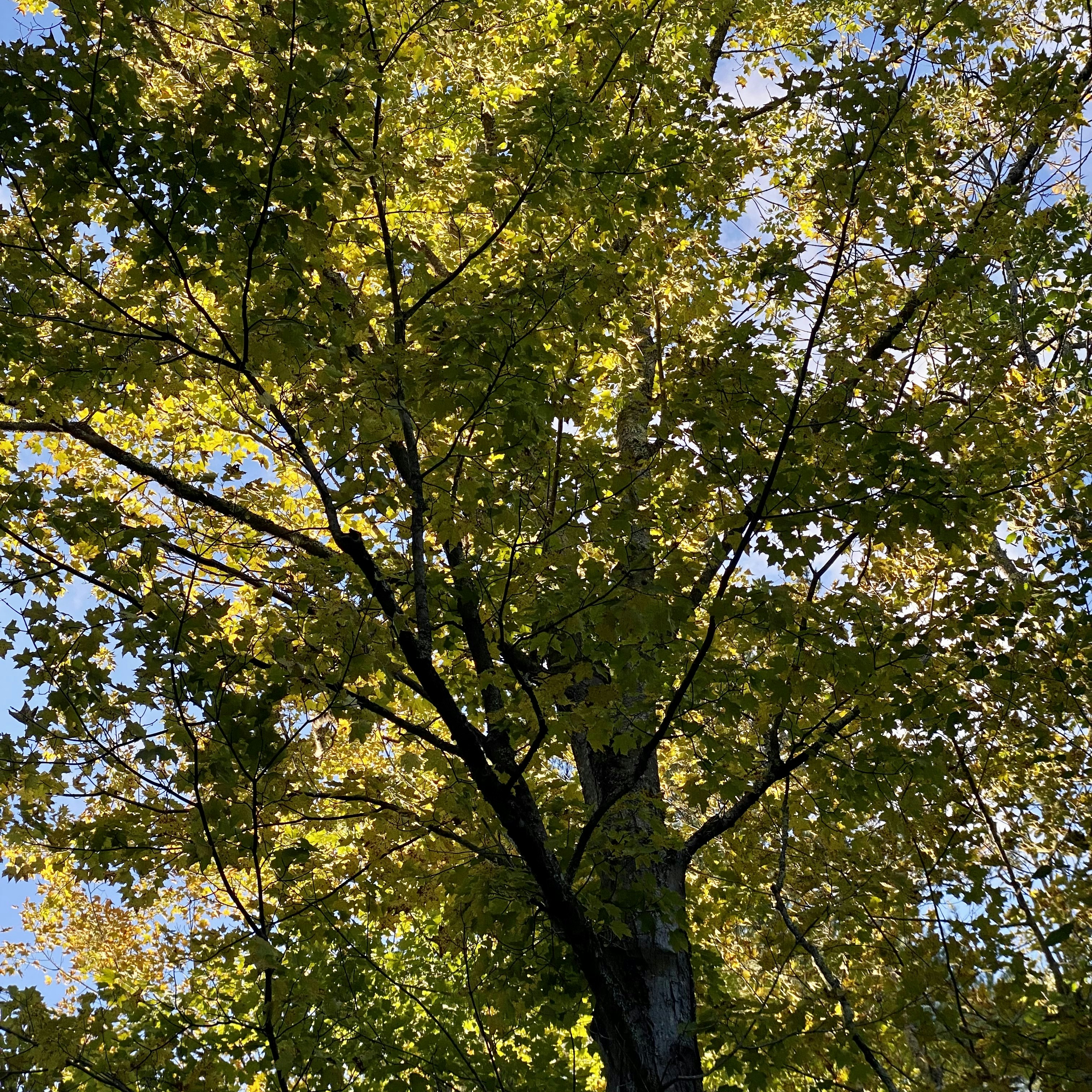 a tree with many leaves