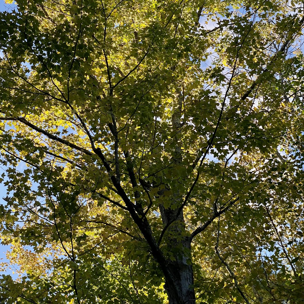 a tree with many leaves