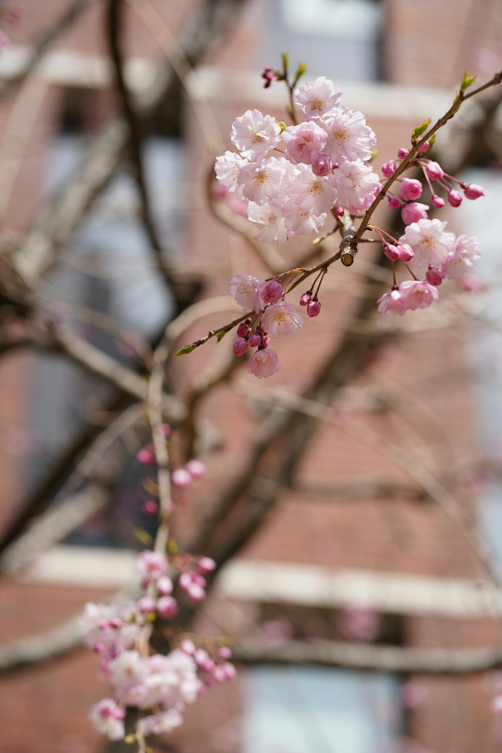 a branch with pink flowers