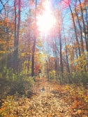 A traveler standing on a sunlit mountain trail, surrounded by warm autumn colors.