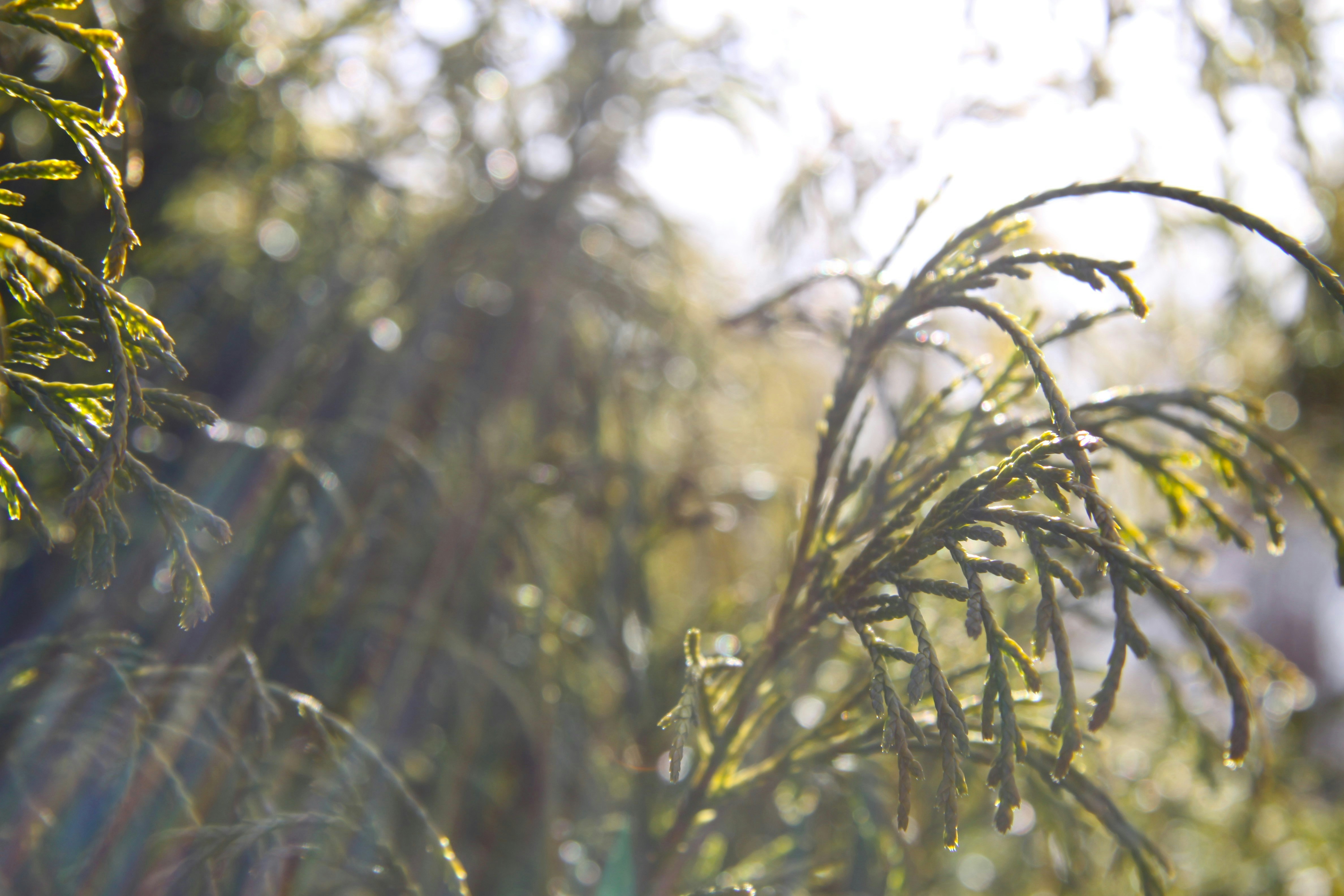 close-up de um galho de árvore