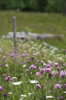 a field of purple flowers