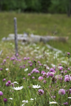 a field of purple flowers