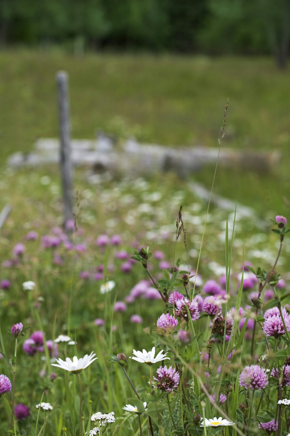 Un champ de fleurs violettes