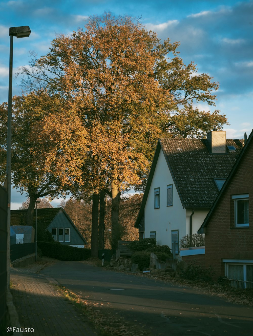 a tree with yellow leaves