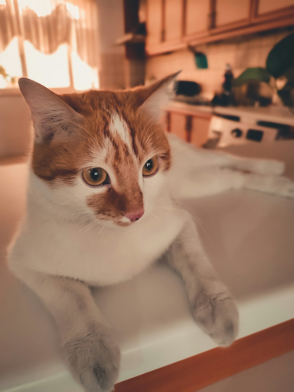 a cat sitting in a sink