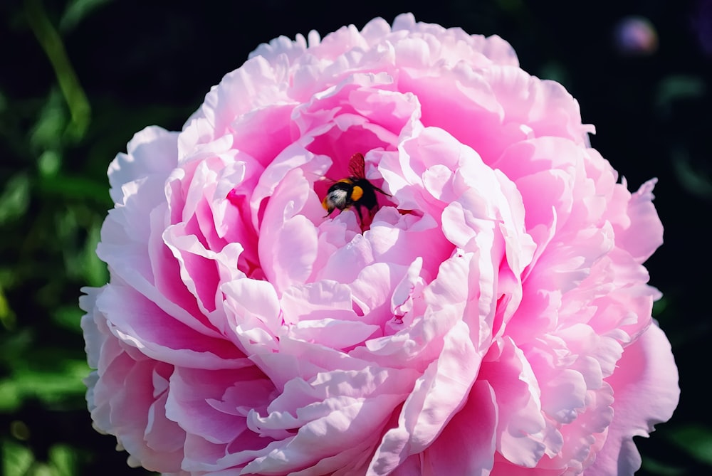 a bee on a pink flower