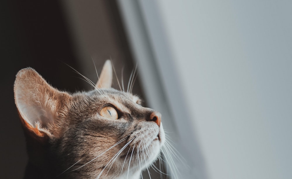 a cat looking out a window