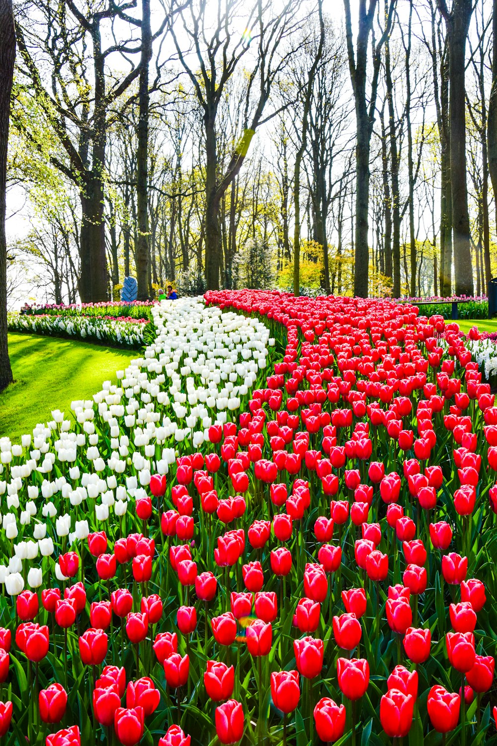 a field of tulips with Keukenhof in the background