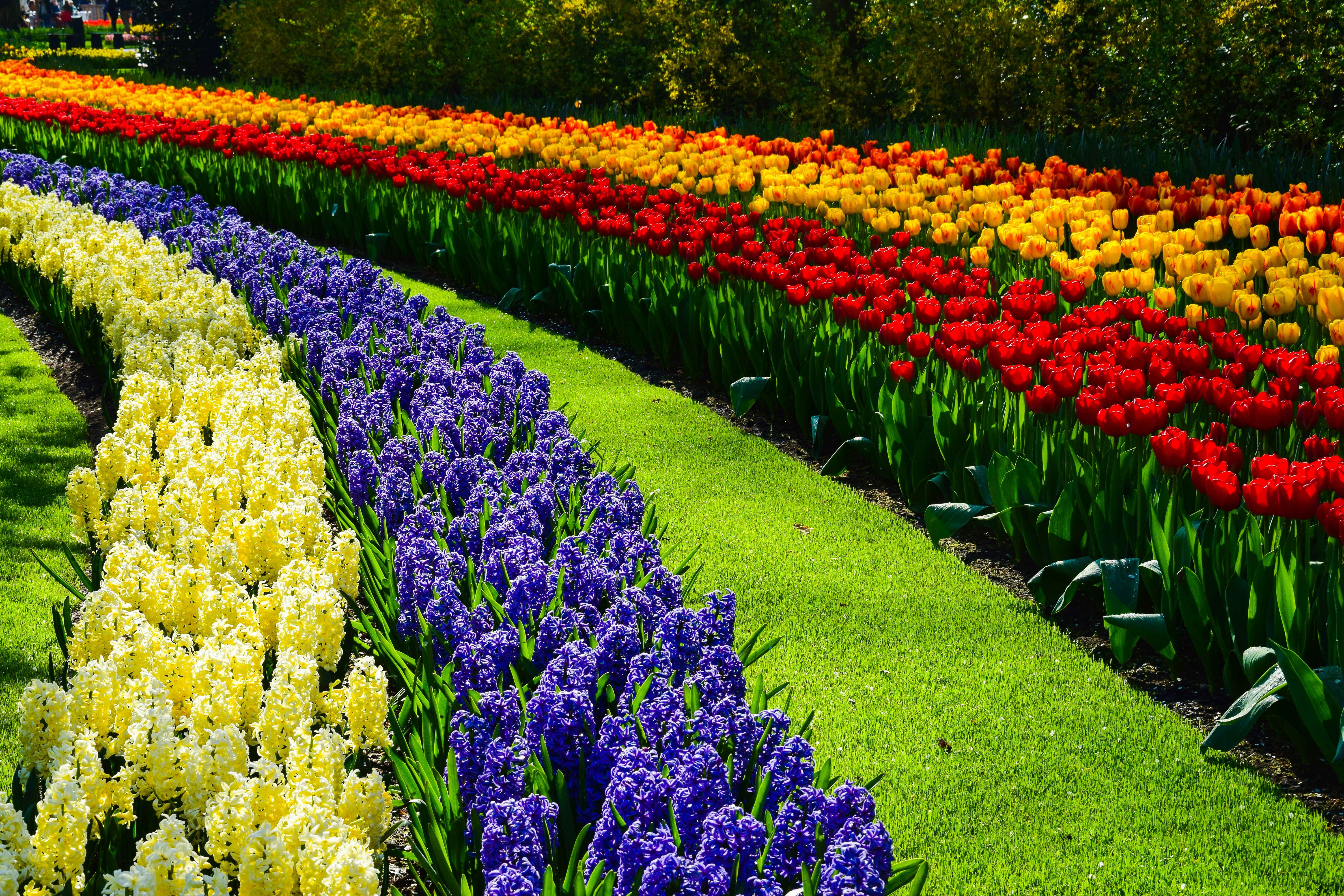 A garden of colorful flowers photo – Free Garden Image on Unsplash