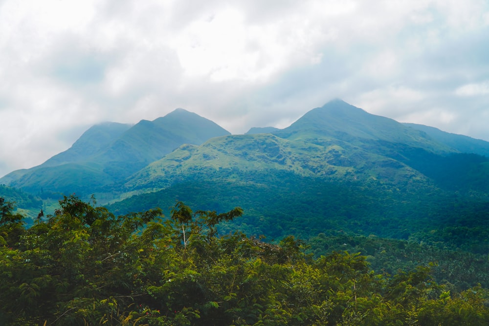 a landscape with trees and mountains in the back