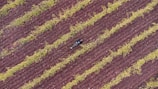Aerial view of a person lying on a plowed field with parallel rows of green plants. The soil has a rich brown color, and the plants are evenly spaced, creating a pattern. The scene captures a solitary figure amidst the agricultural landscape.