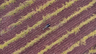 Aerial view of a person lying on a plowed field with parallel rows of green plants. The soil has a rich brown color, and the plants are evenly spaced, creating a pattern. The scene captures a solitary figure amidst the agricultural landscape.