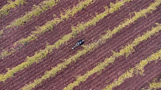 Aerial view of a person lying on a plowed field with parallel rows of green plants. The soil has a rich brown color, and the plants are evenly spaced, creating a pattern. The scene captures a solitary figure amidst the agricultural landscape.
