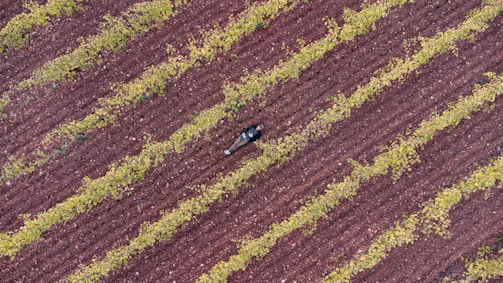 Aerial view of a person lying on a plowed field with parallel rows of green plants. The soil has a rich brown color, and the plants are evenly spaced, creating a pattern. The scene captures a solitary figure amidst the agricultural landscape.