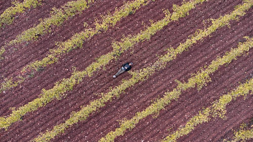 a person lying on a field of grass