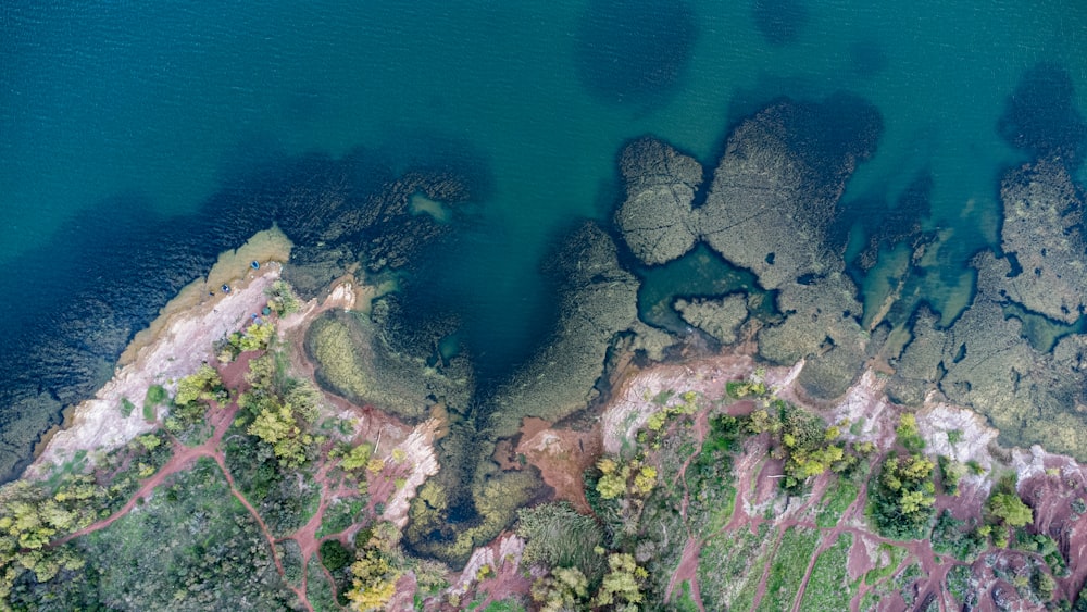 a coral reef with fish