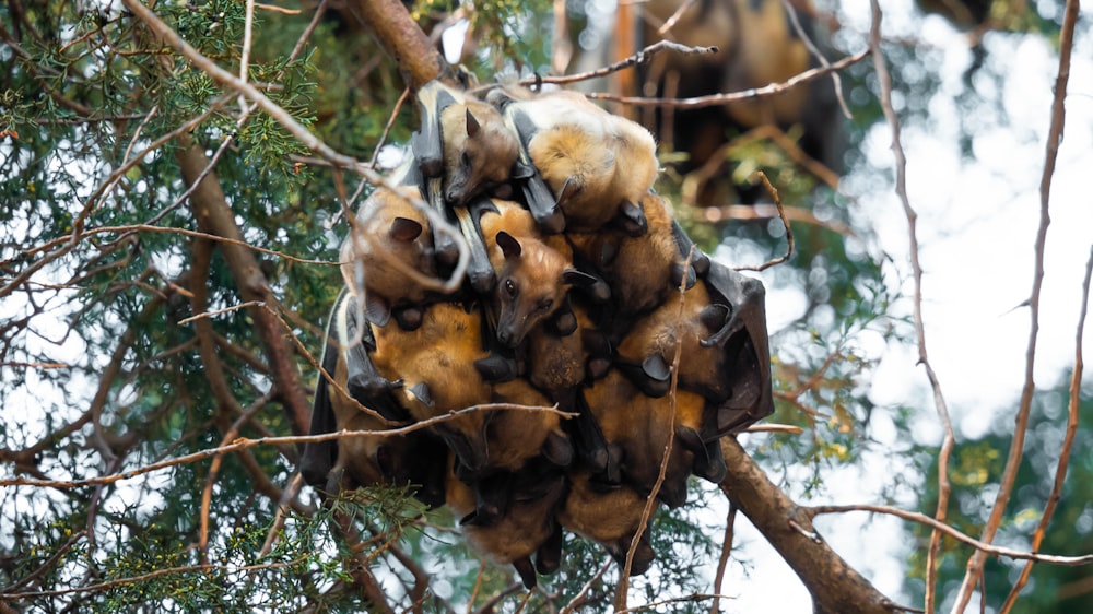 Un groupe d’abeilles sur un arbre
