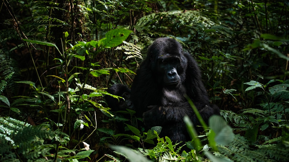 a gorilla in the forest