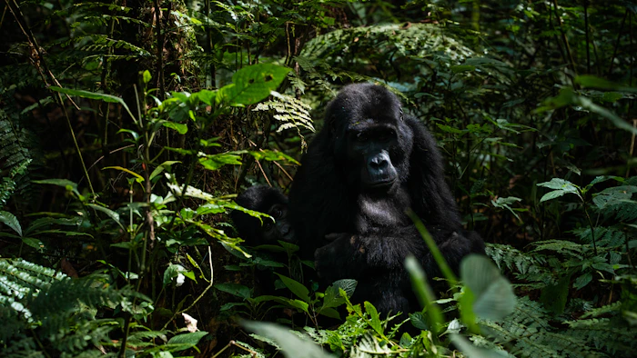 Mountain gorilla in Bwindi Impenetrable Forest