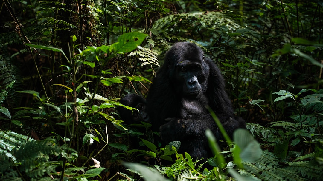 a gorilla in the forest, A mother mountain gorilla and her juvenile