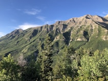 a mountain with trees on it