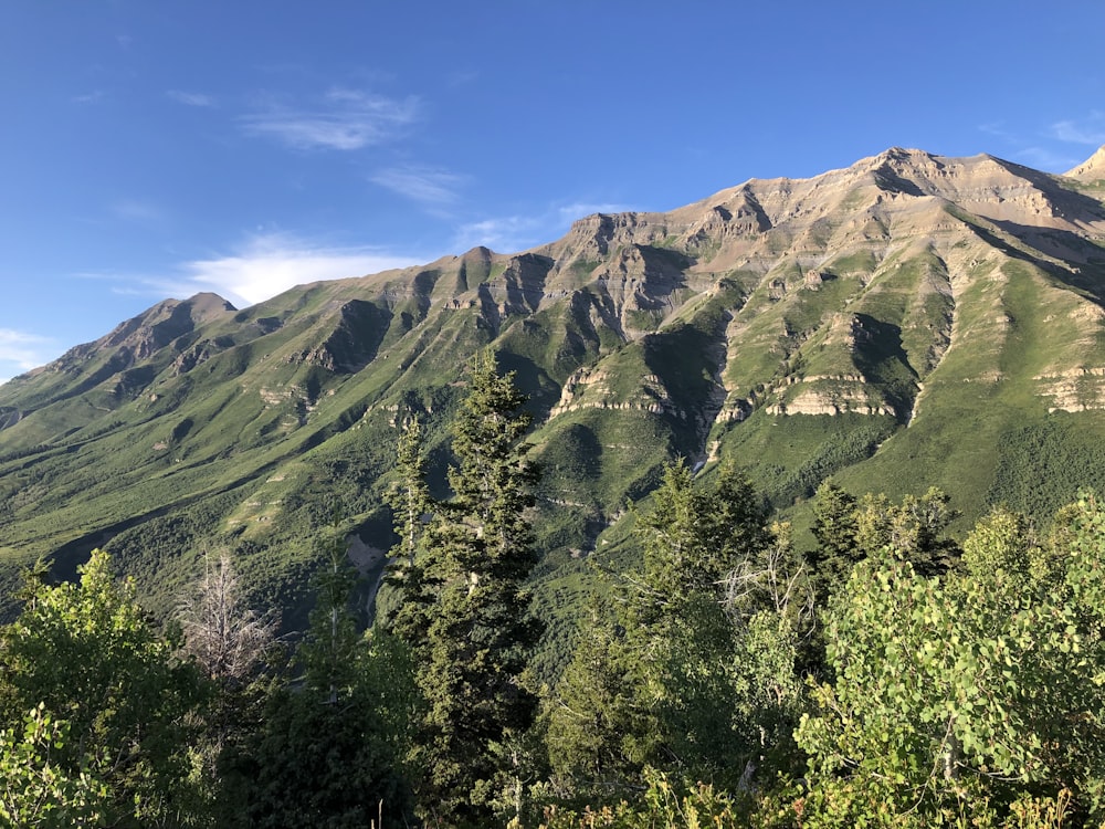 a mountain with trees on it