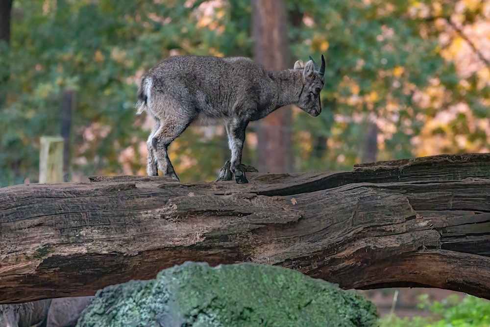 a wolf standing on a log