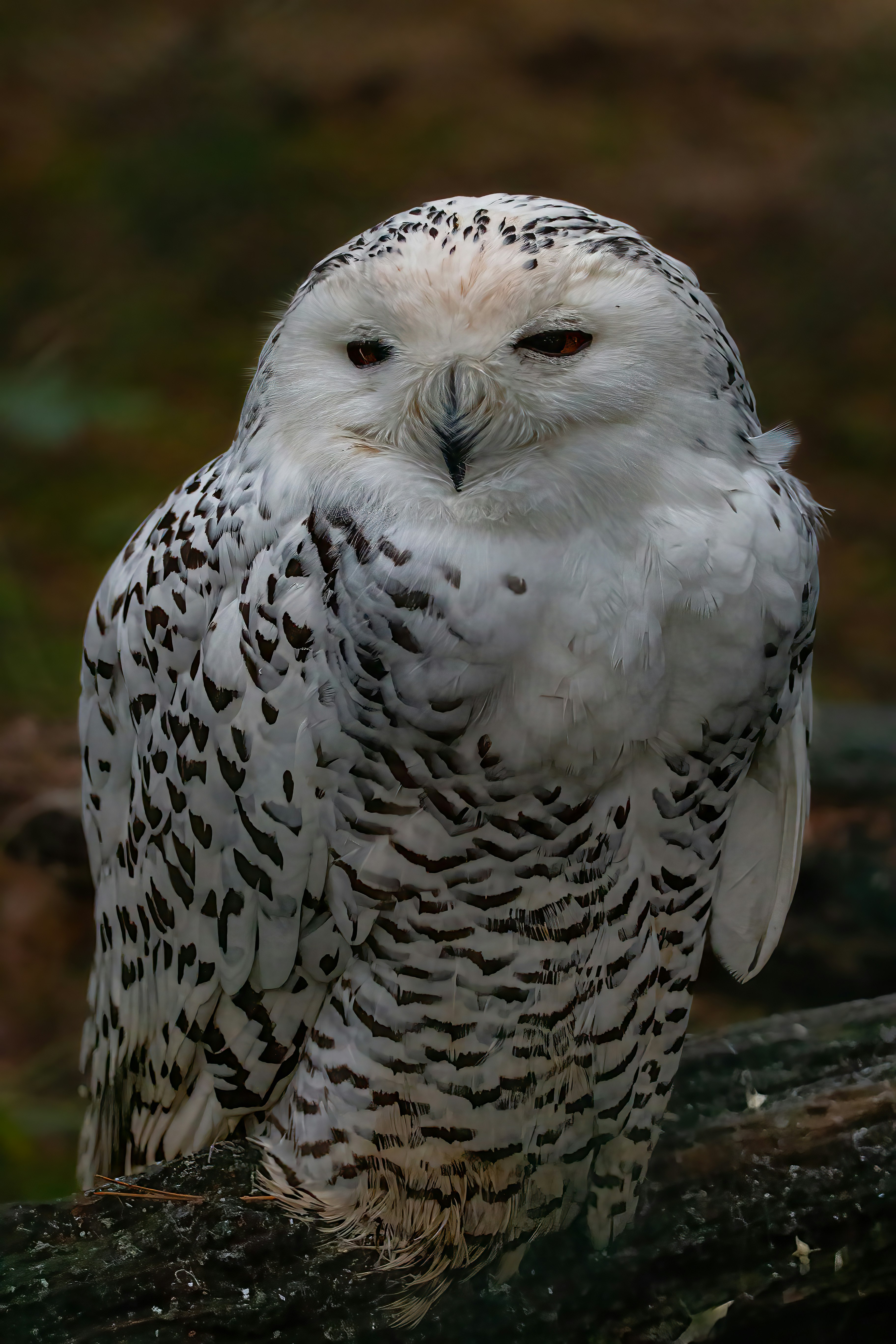 Photo by kennygoossen