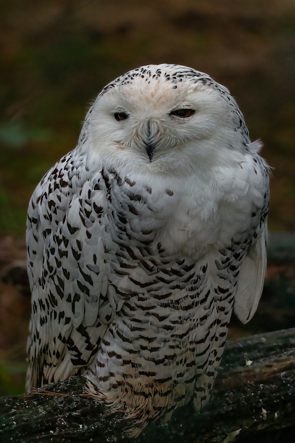 a white owl on a log