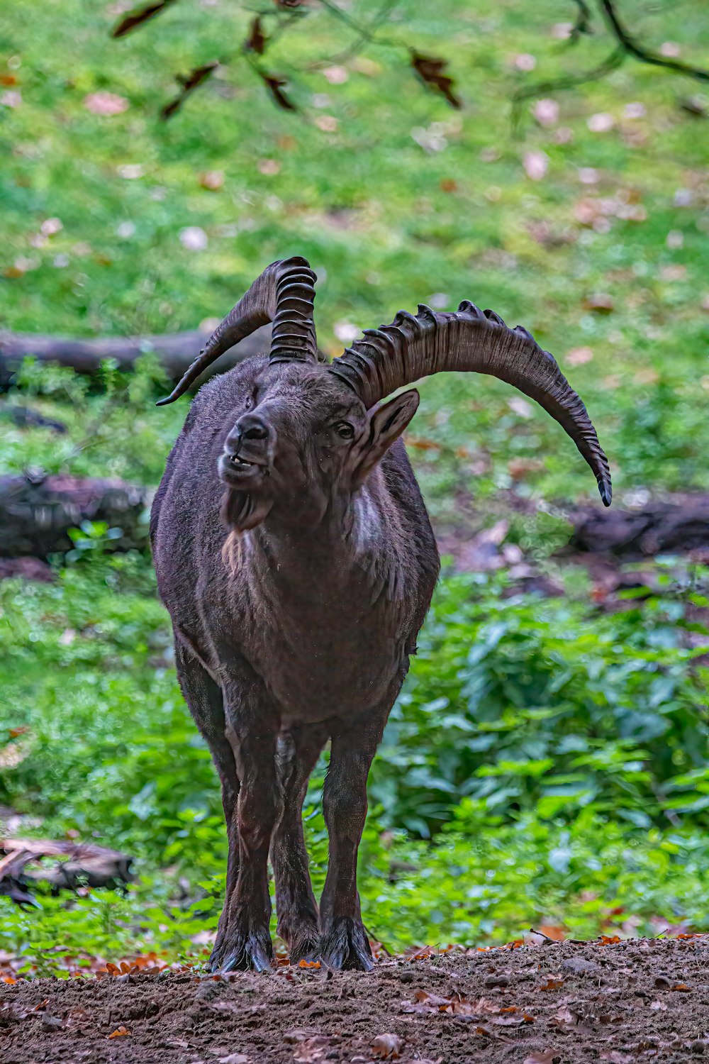 a horned animal with horns